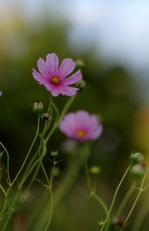 คลังภาพถ่ายฟรี ของ lavander, กลางแจ้ง, กลีบดอก