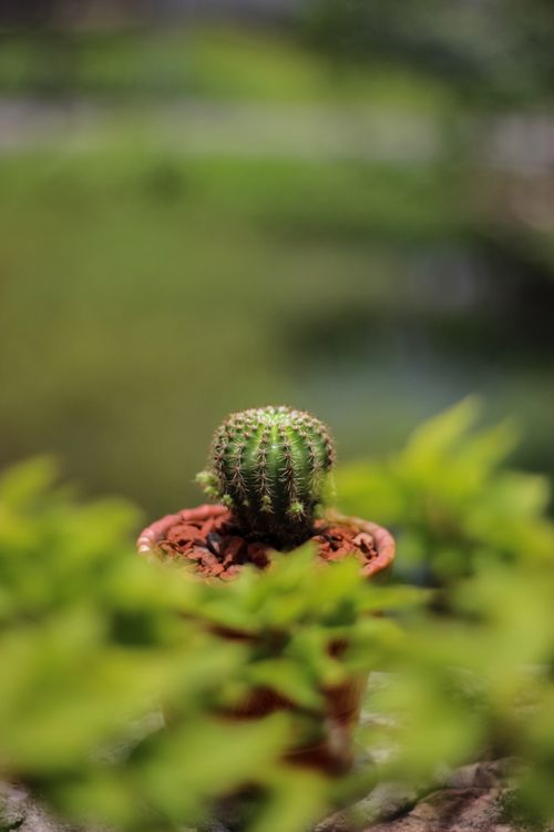 Free A detailed shot of a small cactus plant in a pot with a blurred natural background. Stock Photo