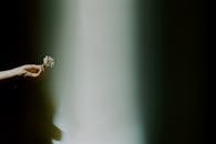 一只手持着一朵小花，映衬在阴影背景中，这场景颇为巧妙