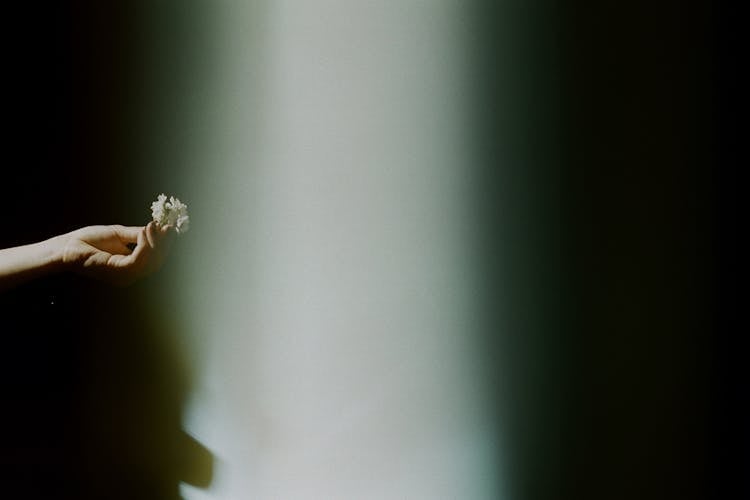 Person Holding White Petaled Flower