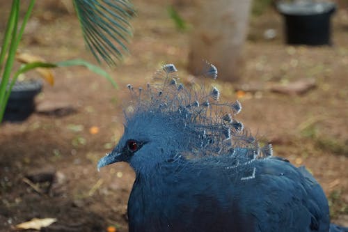 Free stock photo of animal, bird, blue