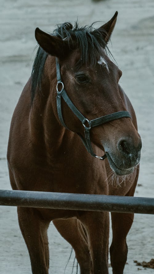 Darmowe zdjęcie z galerii z brązowy, fotografia zwierzęcia, koń