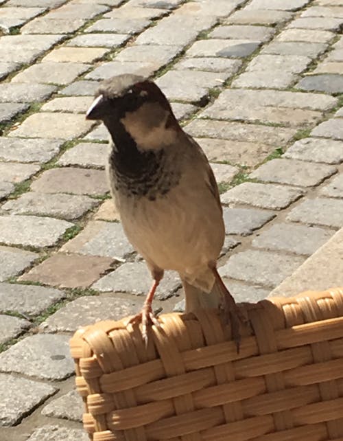 Photos gratuites de oiseau