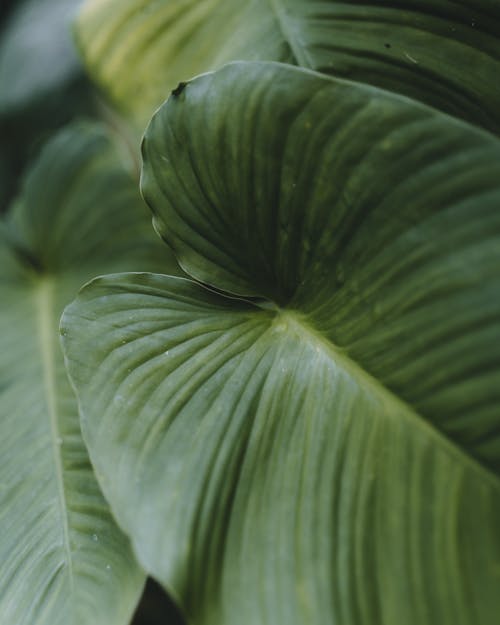 Big, Green Leaf