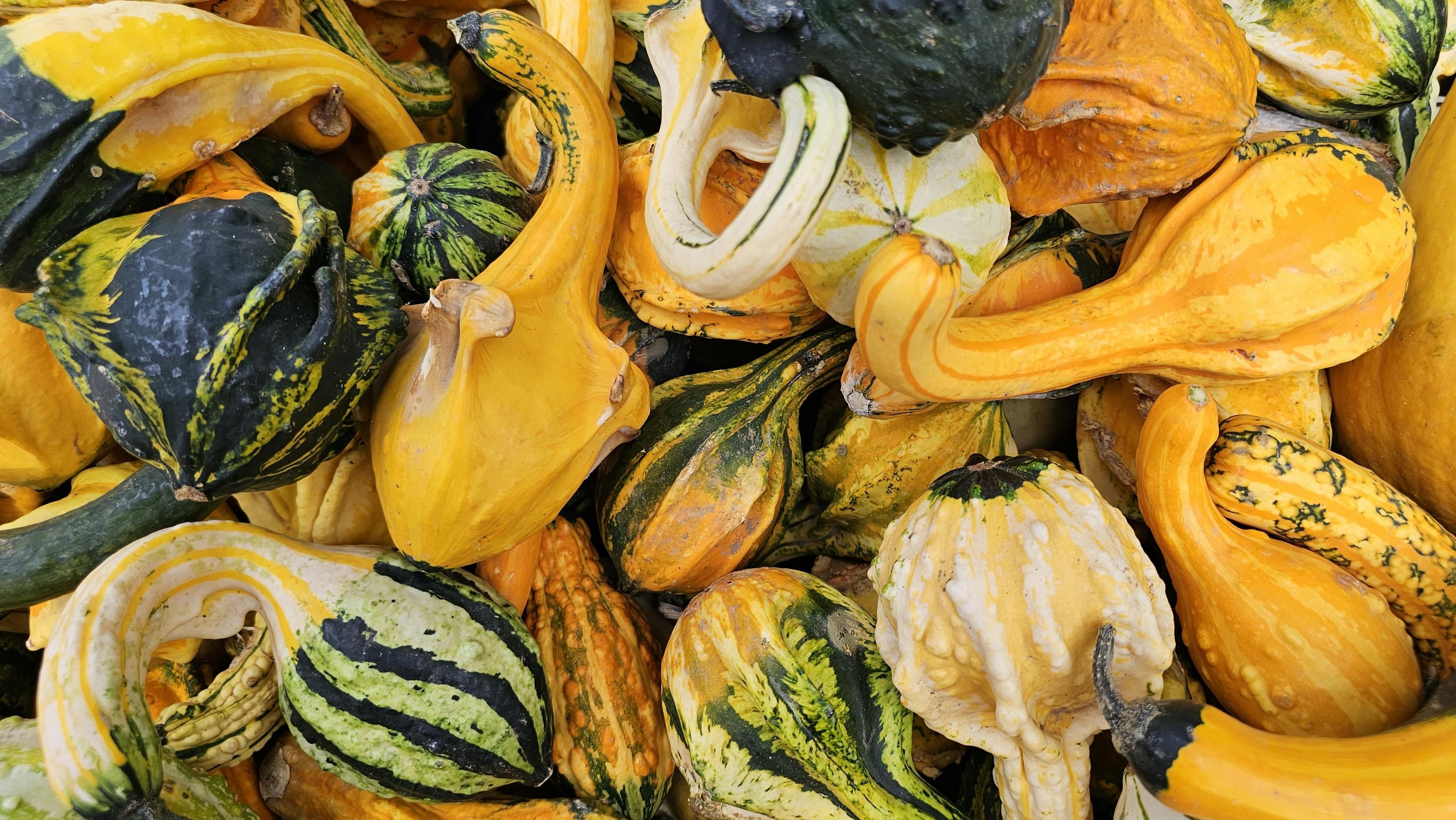 Close up of Orange Gourds · Free Stock Photo