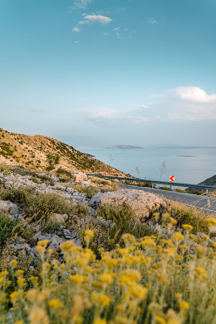 Coastal Highway With Various Wildflowers In The Foreground