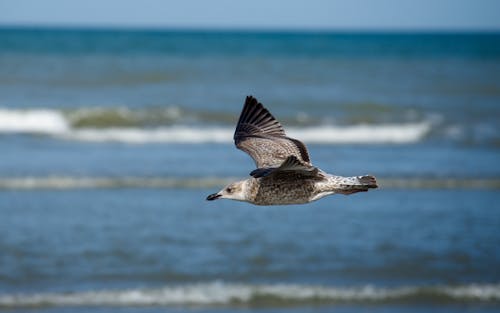 Kostenloses Stock Foto zu fliegen, meer, möwe