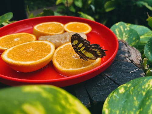 A Butterfly Sitting on a Slice of Orange 