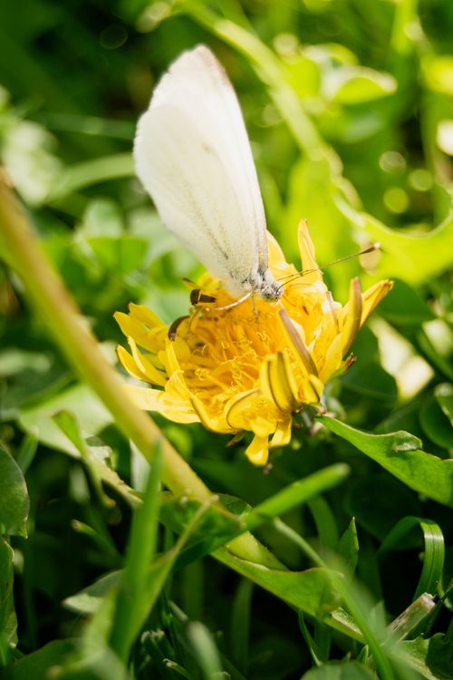 Free Close-up of a white butterfly on a yellow flower, surrounded by green leaves. Stock Photo