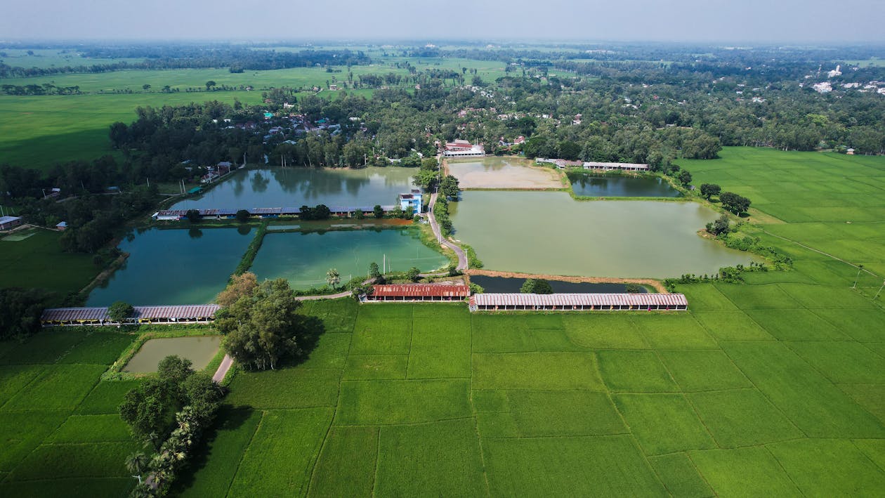 คลังภาพถ่ายฟรี ของ การเกษตร, ชนบท, ต้นไม้