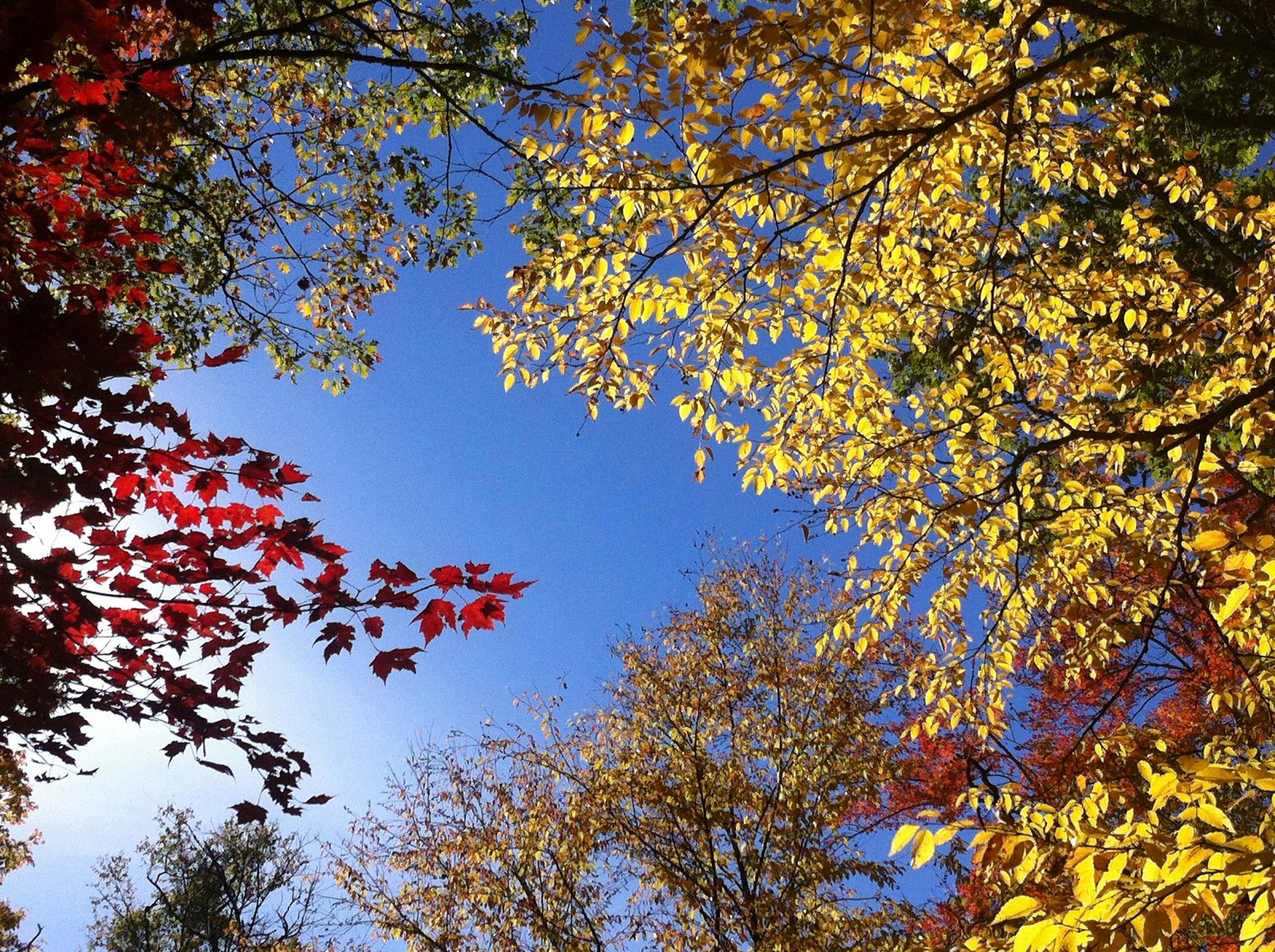 Free stock photo of fall, fall foliage, foliage