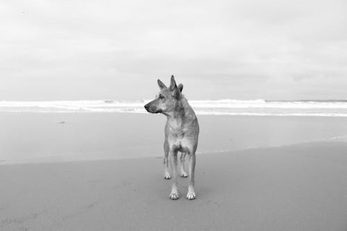 Fotobanka s bezplatnými fotkami na tému čierny a biely, domáce zvieratá, pes