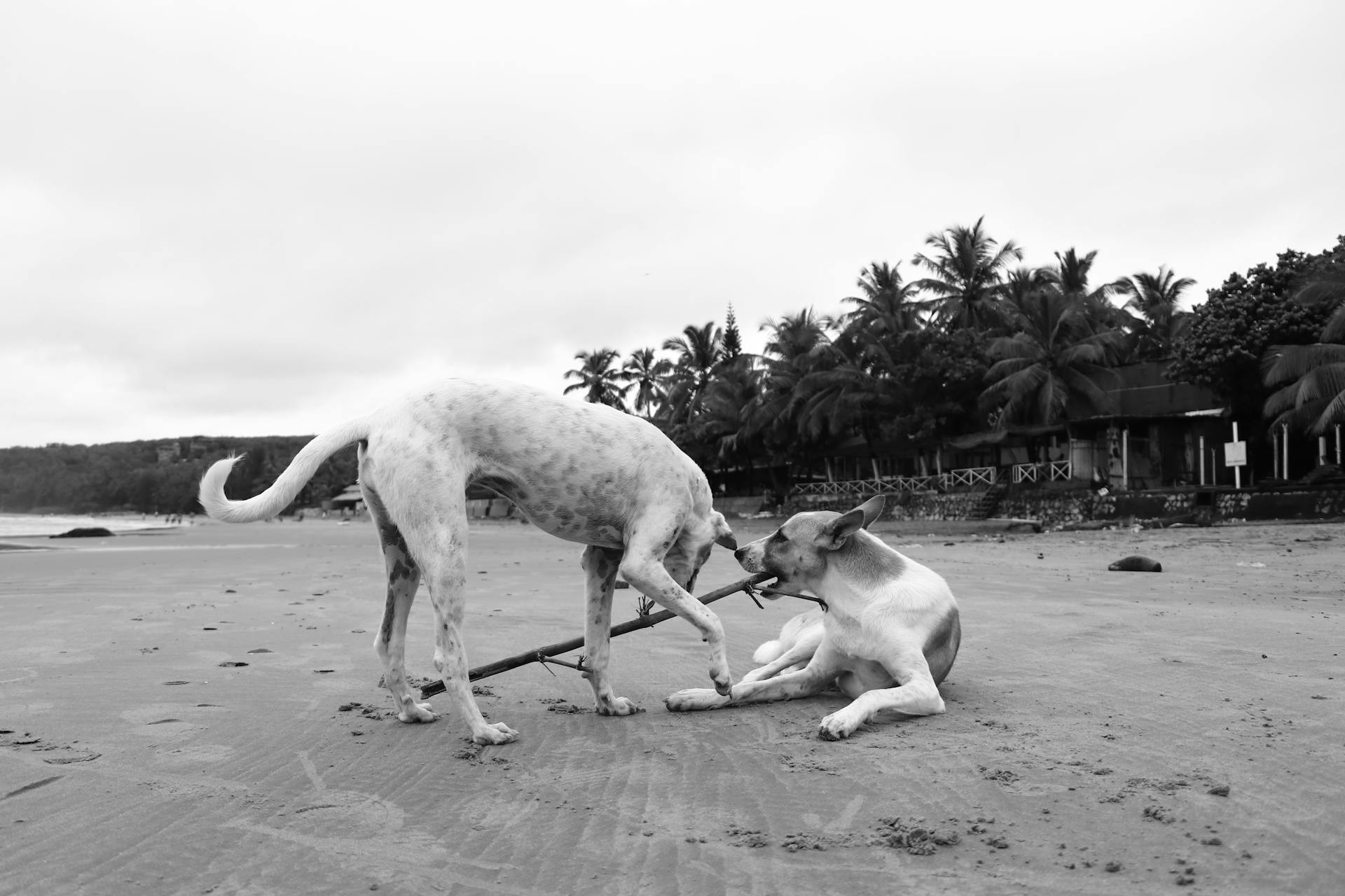 Two Dogs Playing with a Stick on the Beach