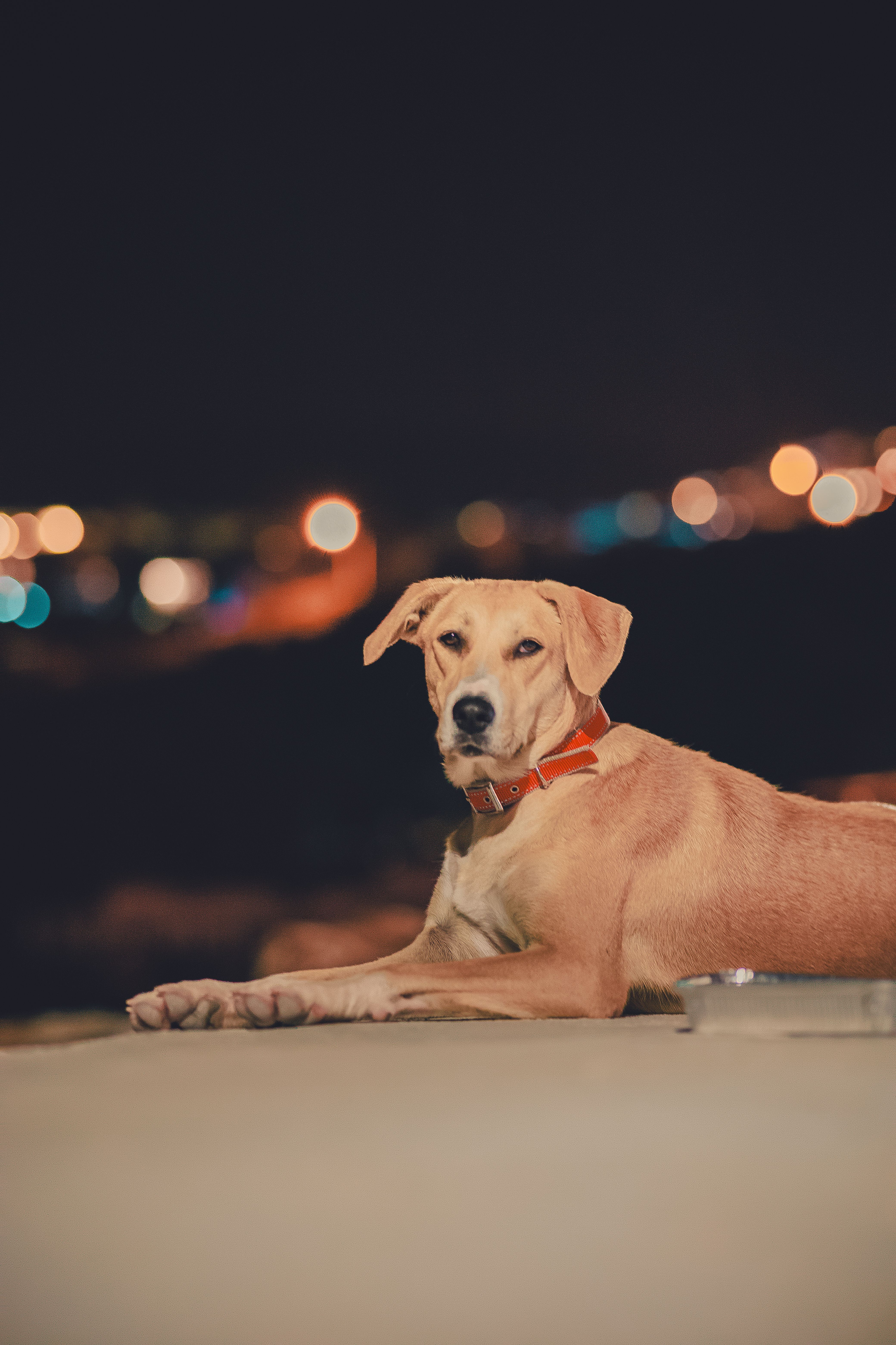 Portrait of a Brown Dog Lying Outdoors at Night · Free Stock Photo