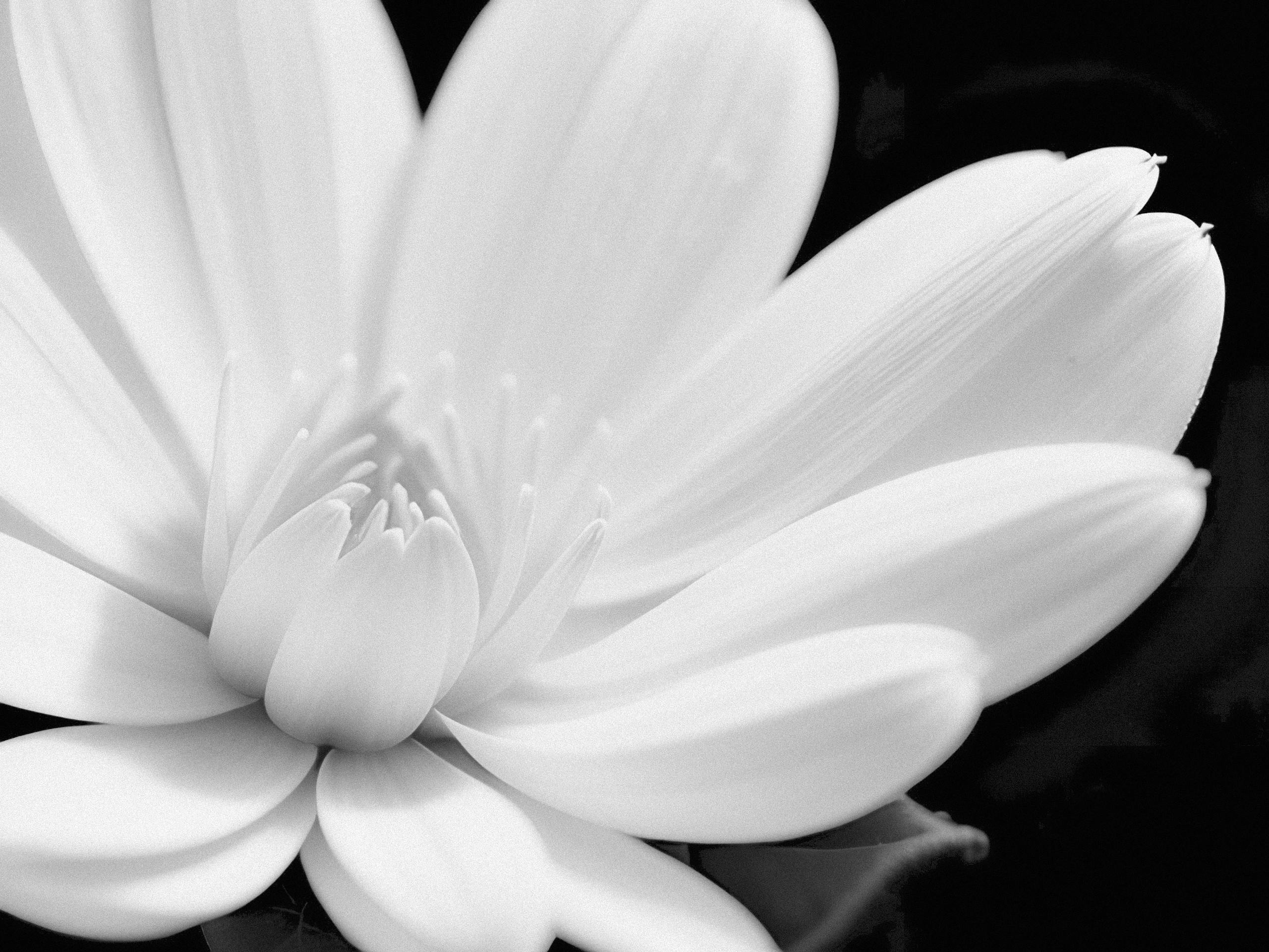 Closeup of a Delicate Flower · Free Stock Photo