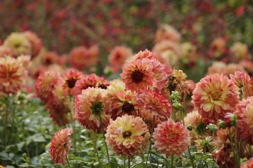 Red Blooming Dahlias