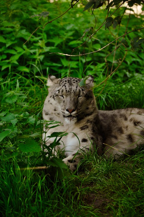 Snow Leopard Lying Down on Ground