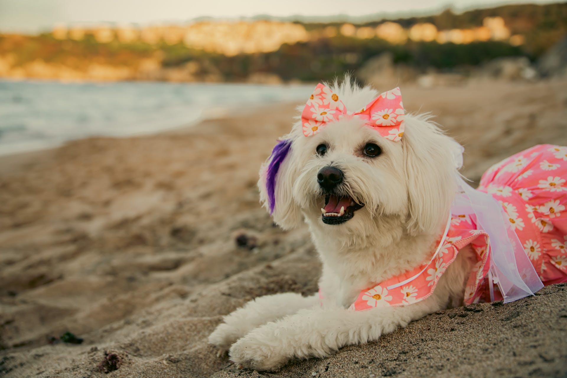 White Dog Lying Down in Clothes on Beach