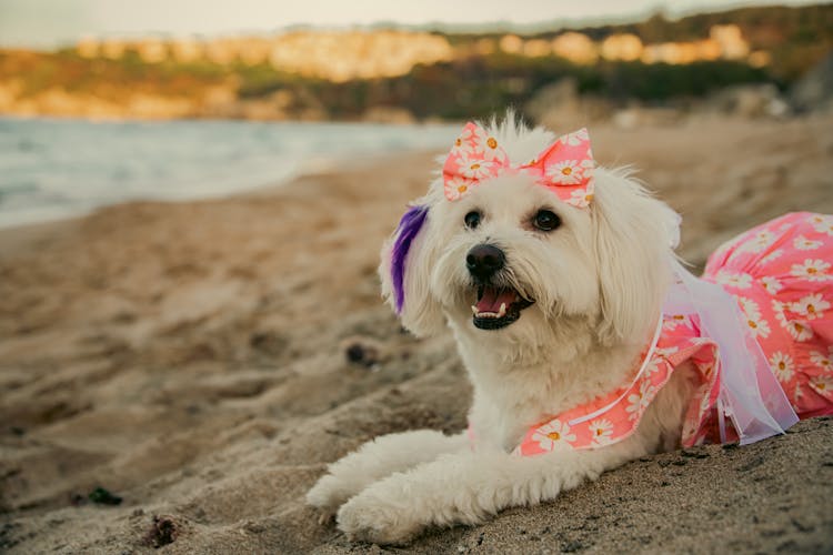 White Dog Lying Down In Clothes On Beach