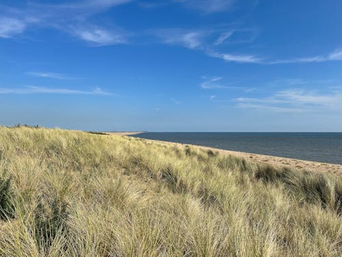 View of Grass on the Beach and the Sea 