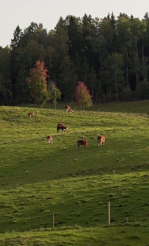 Cows Grazing in a Green Pasture