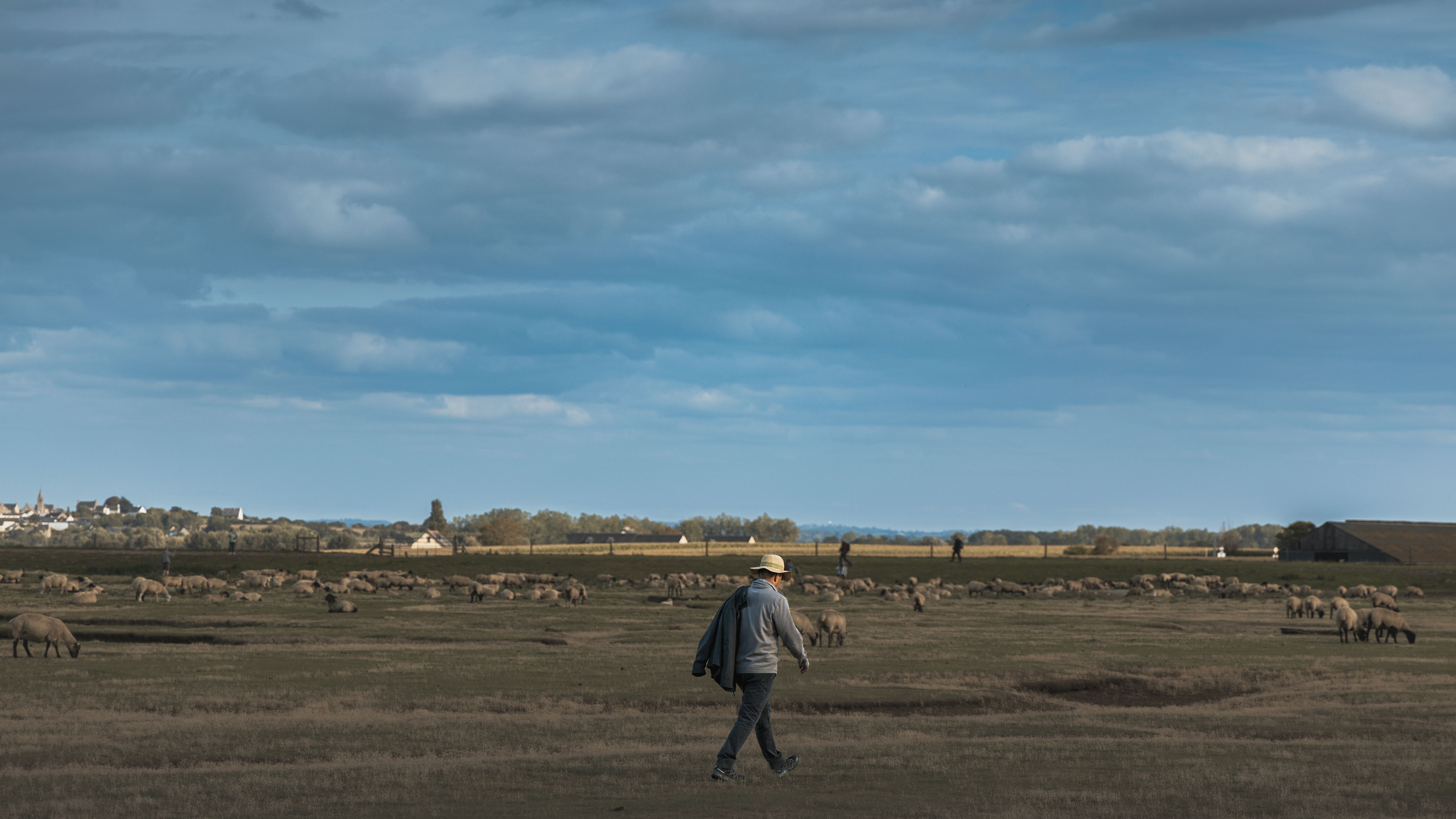 A shepherd walks through a vast countryside with a flock of sheep grazing under a blue sky.