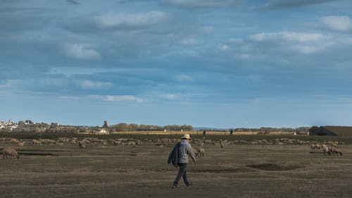 Man Walking on a Pasture with Sheep