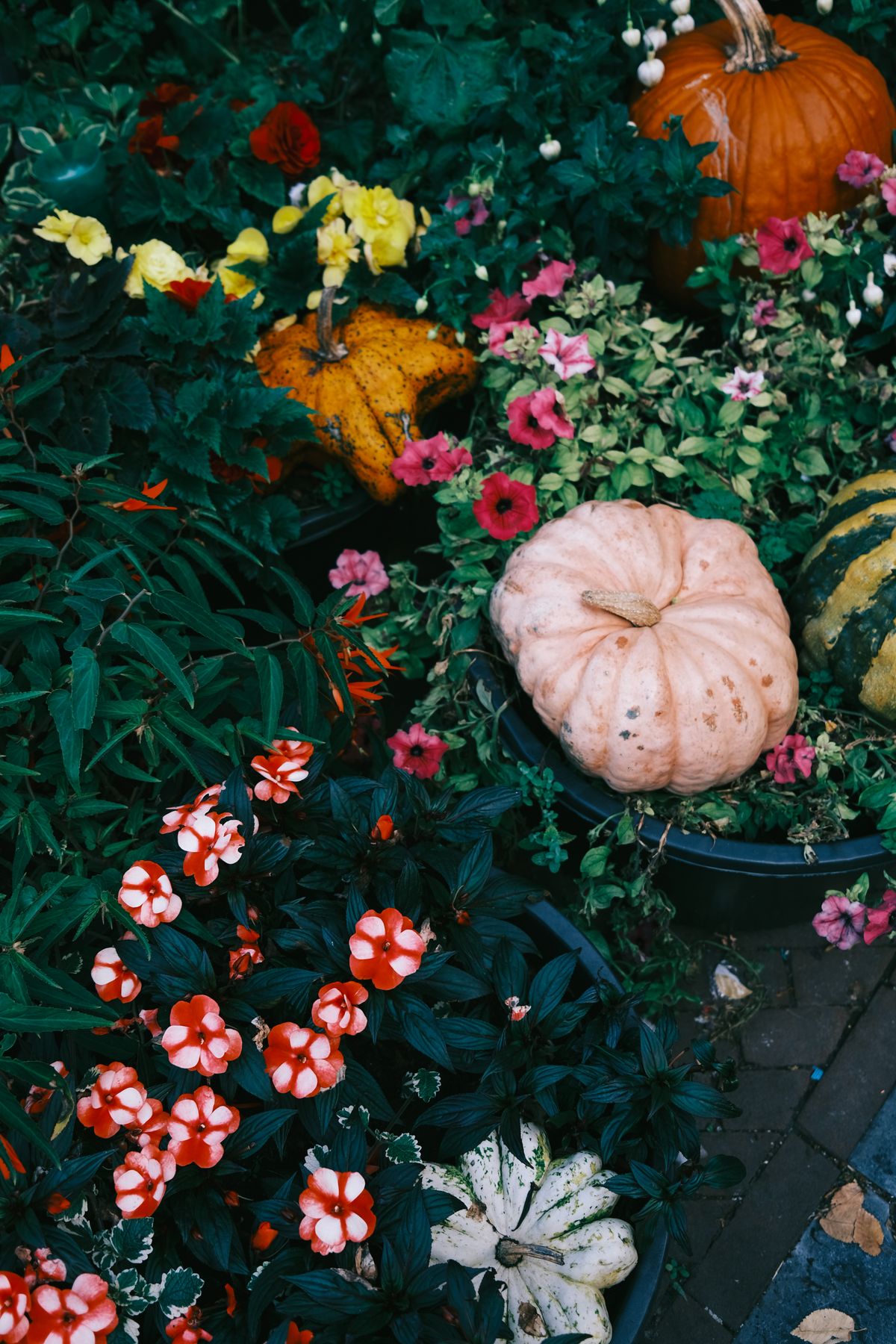 Vibrant autumn scene with pumpkins, gourds, and various flowers showcasing nature's bounty. Stock Photo.