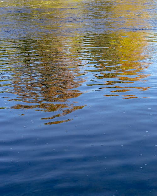 反射, 河, 秋天的树 的 免费素材图片