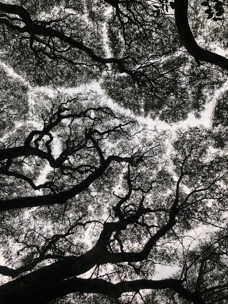 Low Angle Shot Of Trees And Sky 