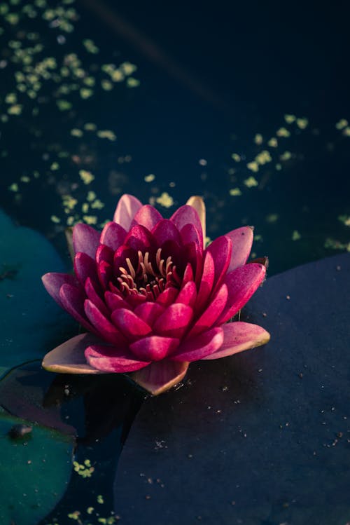 Ping Blooming Lotus Flower