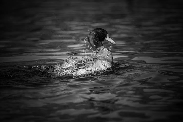 Mallard Swimming In Water