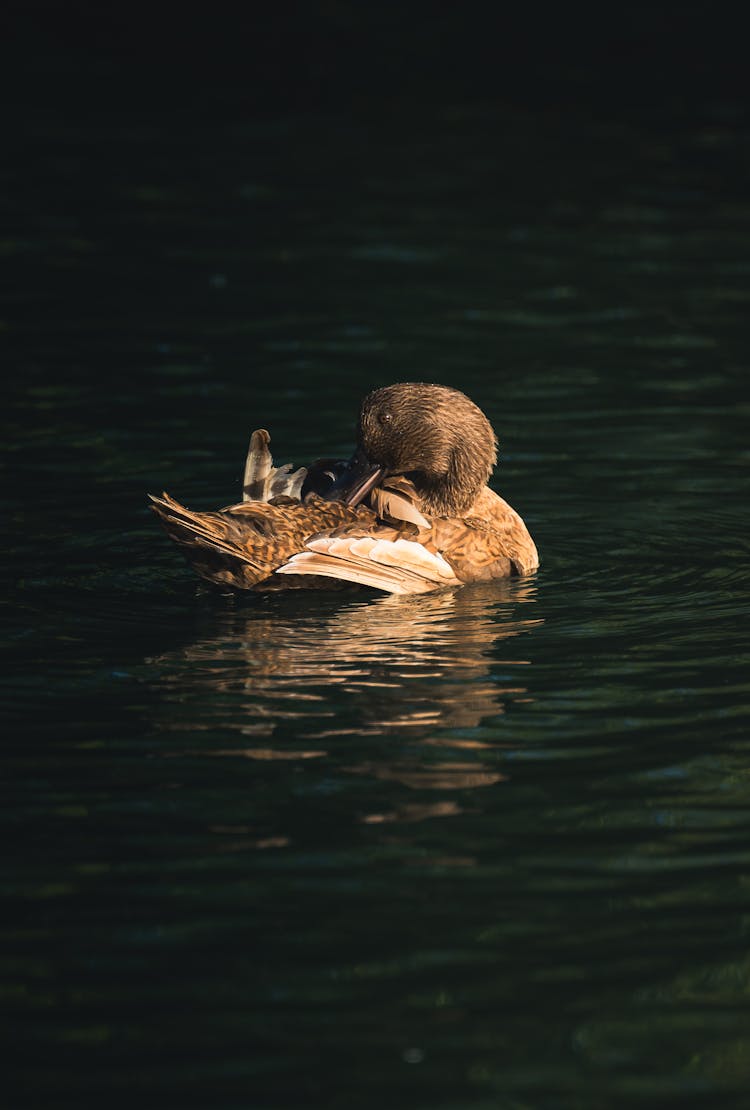 Brown Duck Grooming In A Lake