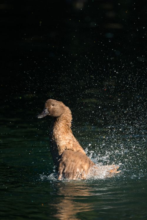 Free A brown duck energetically splashing water in a peaceful lake setting. Stock Photo