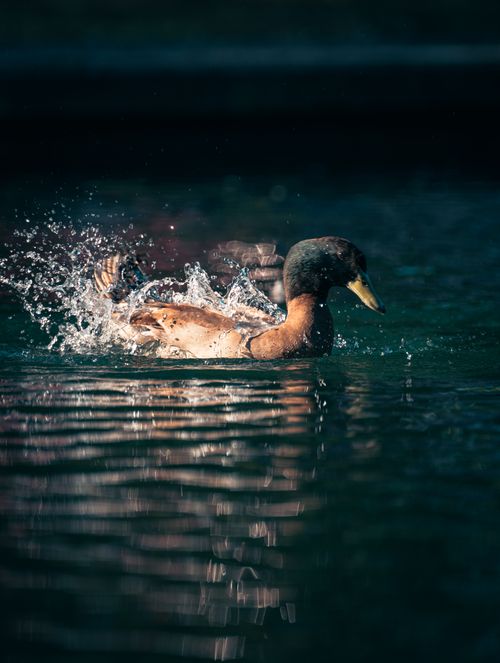 Free A mallard duck splashes in a sunlit river, showcasing wildlife in motion. Stock Photo