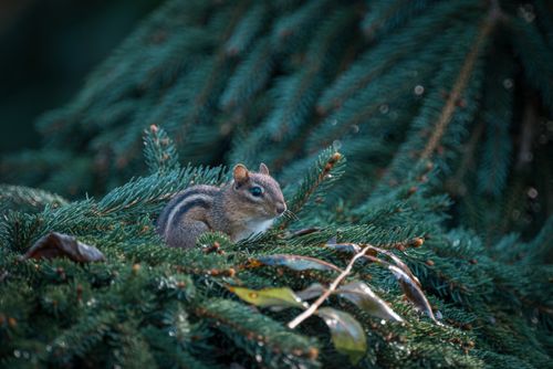 Free A chipmunk rests on a lush evergreen tree amidst natural foliage. Stock Photo