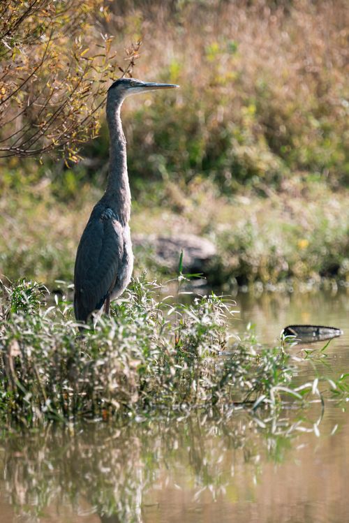 Free A majestic heron stands by a serene river, surrounded by lush foliage, against a soft, natural backdrop. Stock Photo