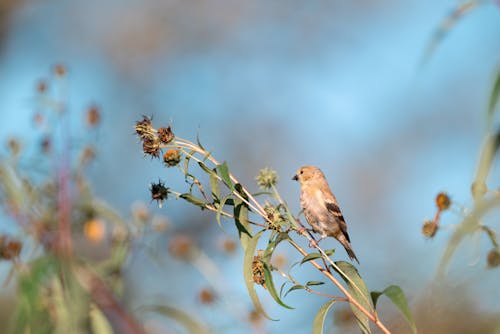 Kostnadsfri bild av american goldfinch, djurfotografi, fågel