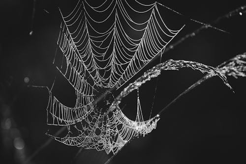 Cobweb in Black and White