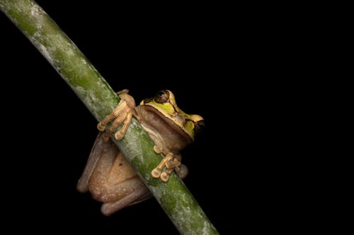 Close-up of a Tree Frog