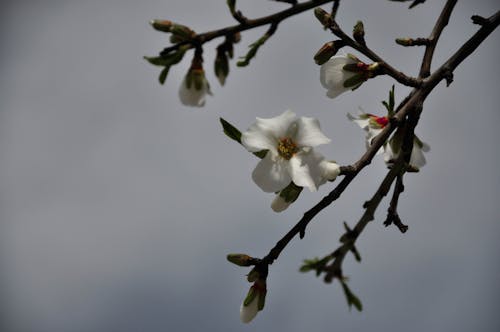 Kostnadsfri bild av bänk, blomma, vit