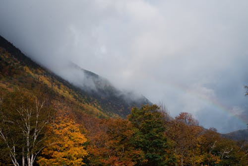 Photos gratuites de arbres, automne, brouillard