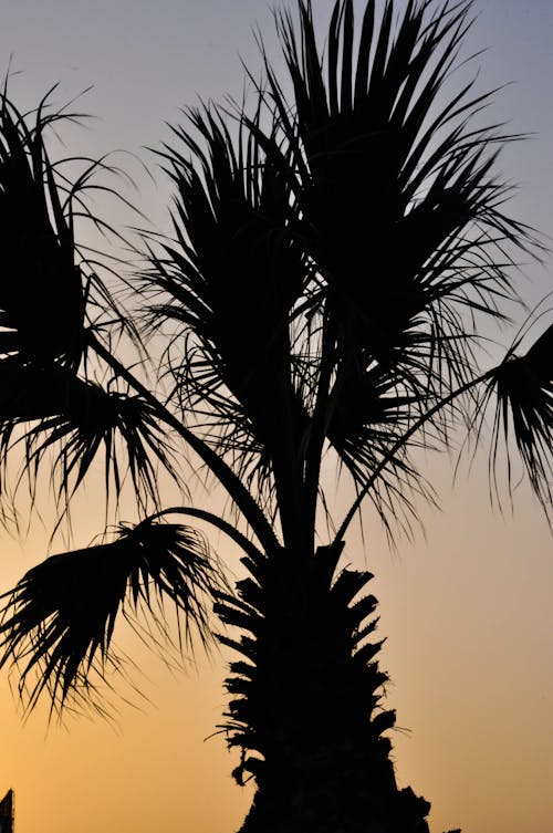 Kostnadsfri bild av palmträd, solnedgång, strand