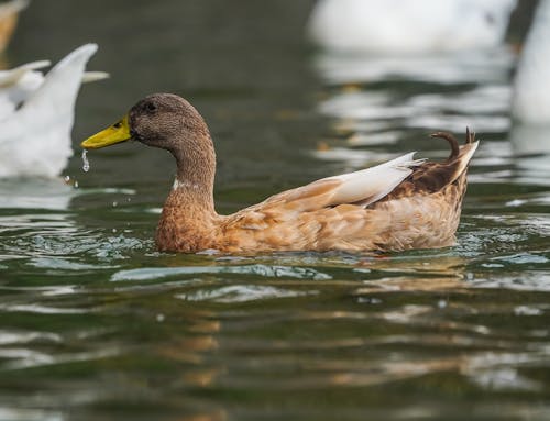 Close-up of a Duck in the Water