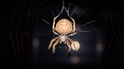 ウェブ, クモ, 動物の無料の写真素材