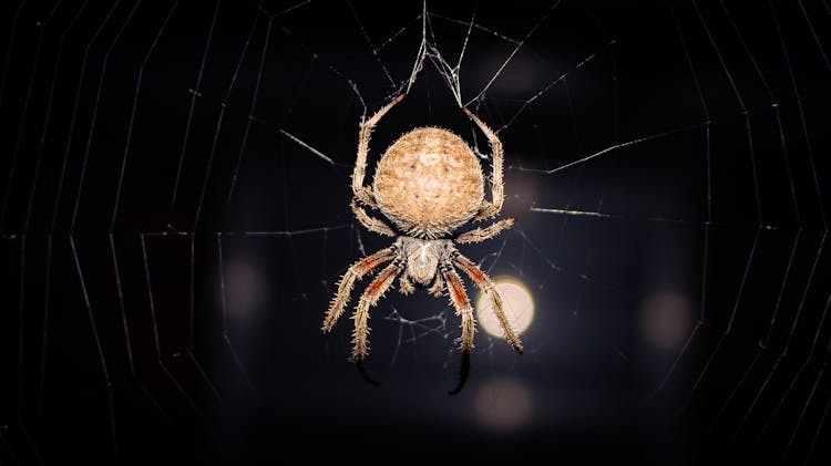 Spider On A Web 