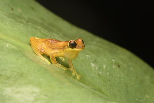 Close-up of a Small Yellow Frog Sitting on a Leaf 