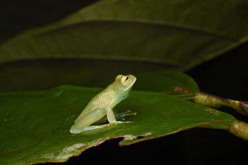 Free Vibrant green frog on a large tropical leaf, showcasing nature's beauty. Stock Photo