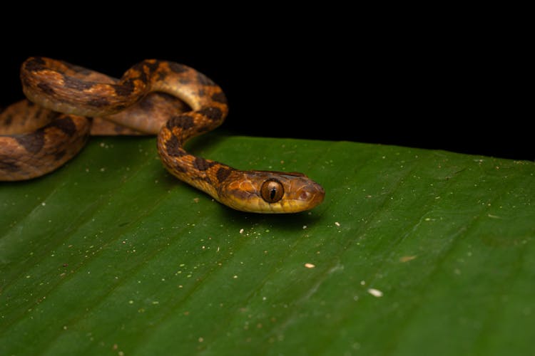 Snake On A Green Leaf 