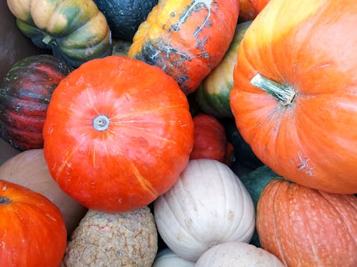 The vibrant array of autumn colors in pumpkins is a breathtaking testament to the season's natural artistry.